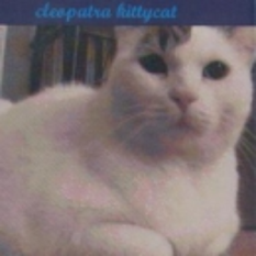 Cleopatra Kittycat